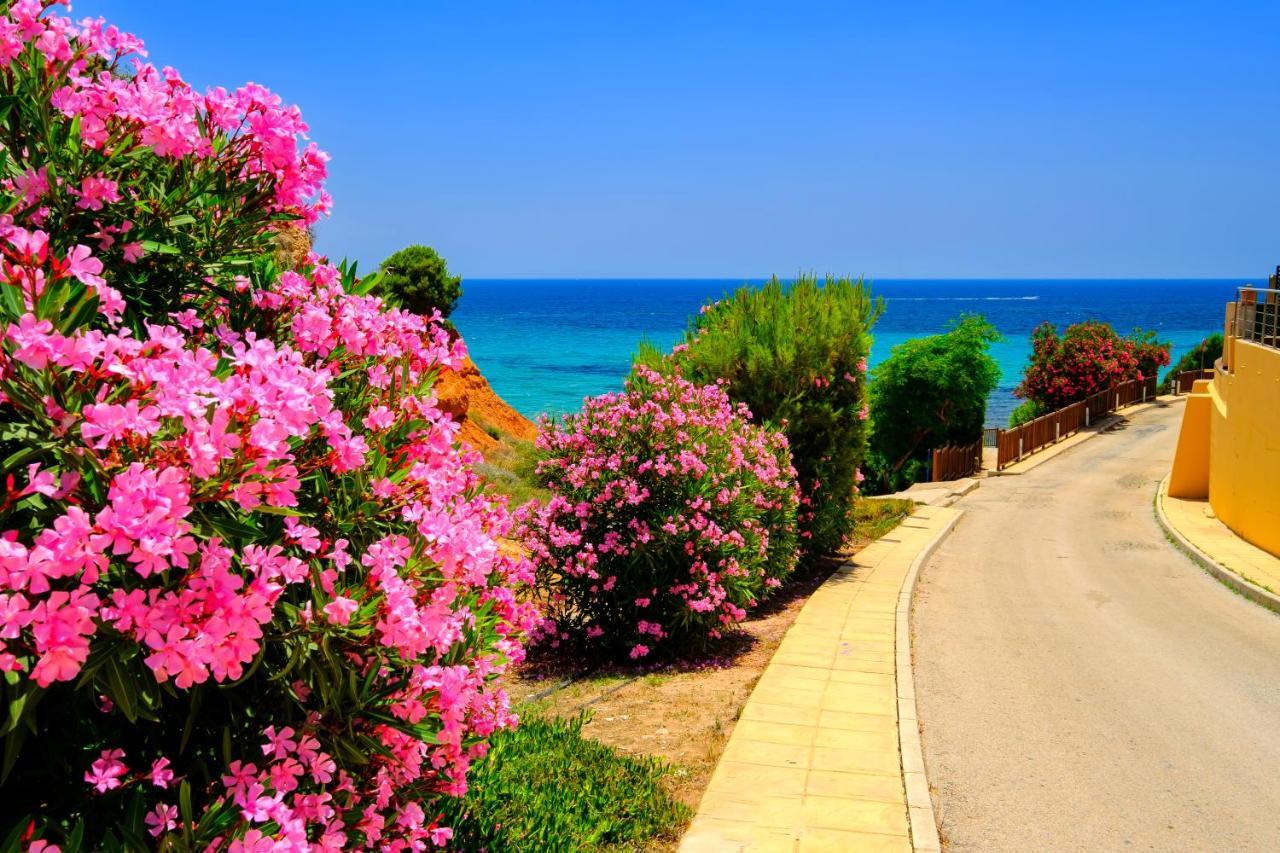 Mileniun Levante Dehesa de Campoamor  Εξωτερικό φωτογραφία